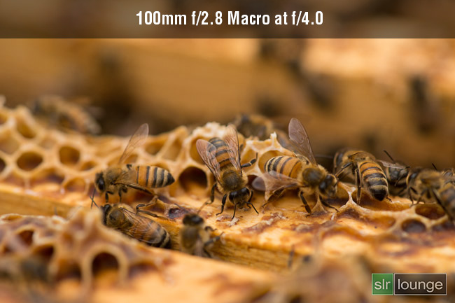 100mm Macro f/2.8 on honey bees on Sony A99 by Joe Gunawan | fotosiamo for SLR Lounge