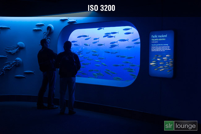 Monterey Bay Aquarium on Sony A99 by Joe Gunawan | fotosiamo for SLR Lounge