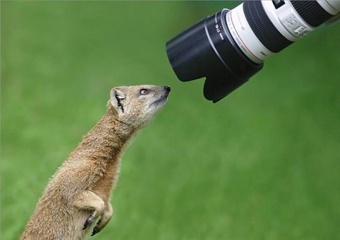 Image result for animals and canon cameras