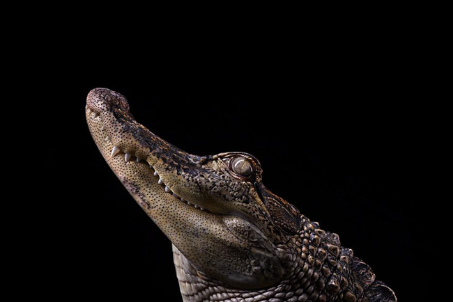 animal-photography-affinity-Brad-Wilson-alligator-1