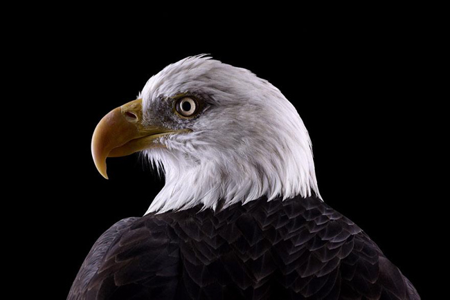 animal-photography-affinity-Brad-Wilson-bald-eagle