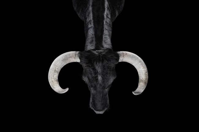 animal-photography-affinity-Brad-Wilson-bull-2