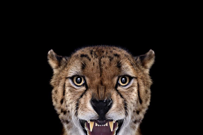 animal-photography-affinity-Brad-Wilson-cheetah-2