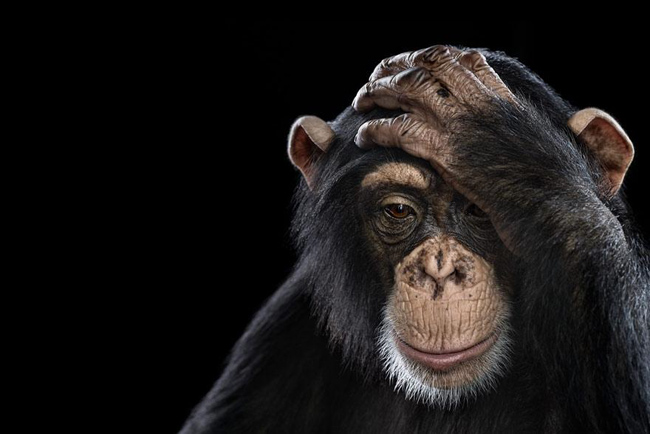 animal-photography-affinity-Brad-Wilson-chimpanzee