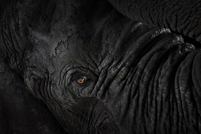 animal-photography-affinity-Brad-Wilson-elephant-4