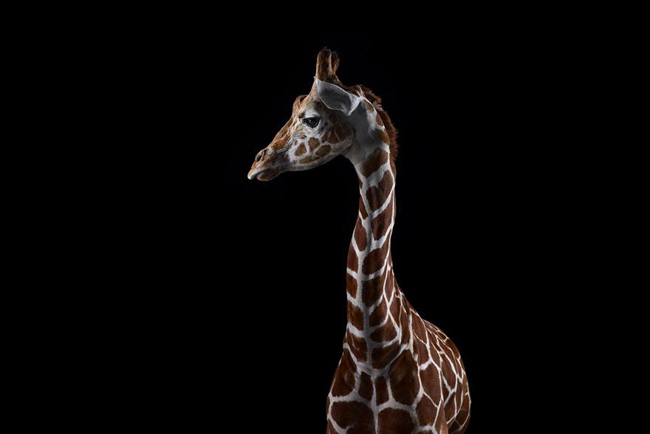 animal-photography-affinity-Brad-Wilson-giraffe-2