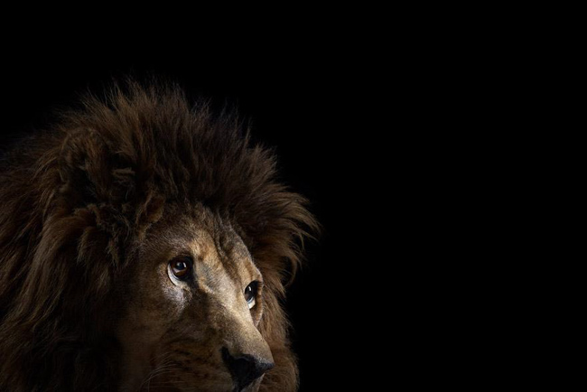 animal-photography-affinity-Brad-Wilson-lion-2