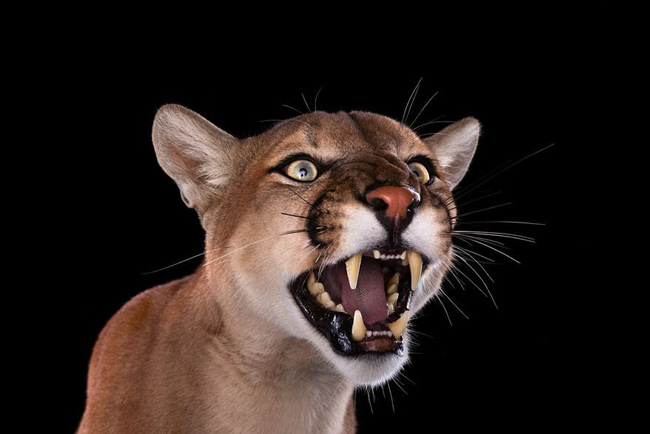 animal-photography-affinity-Brad-Wilson-mountain-lion-2