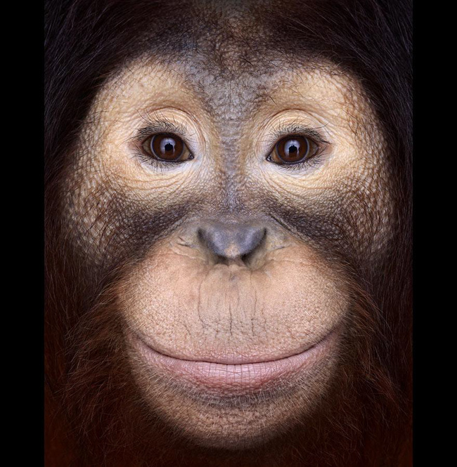“Affinity” ~ Incredible Close-up Studio Portraits of Wild Animals