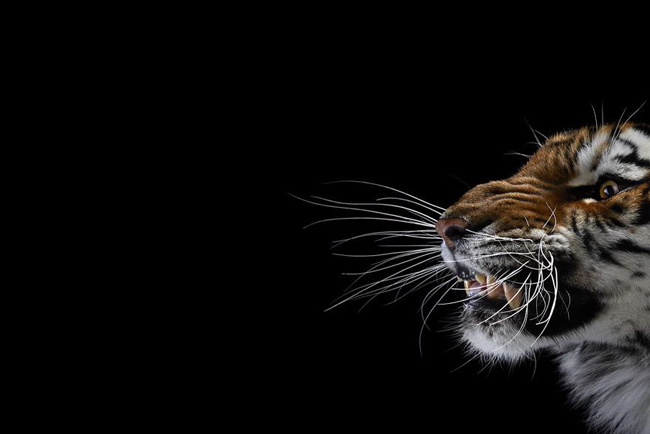 animal-photography-affinity-Brad-Wilson-tiger-1