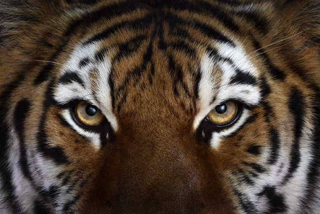 animal-photography-affinity-Brad-Wilson-tiger-3