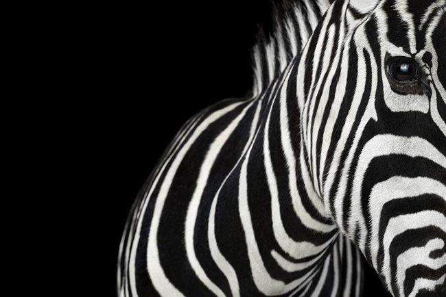 animal-photography-affinity-Brad-Wilson-zebra-1