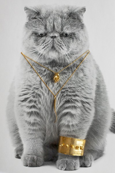 Image result for cat with gold chain
