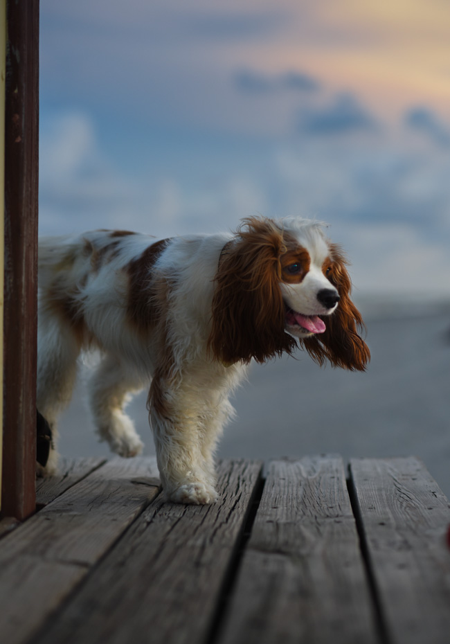 NIKON-D750-review-thoughts-beach-dog-girl-beauty-photography-1