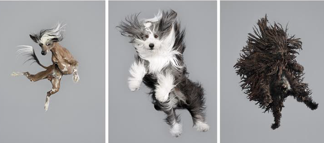 When Dogs Fly: Humorous Portraits of Pooches In Mid-Air