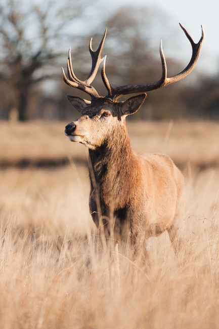 How-to-get-close-to-stag-safety