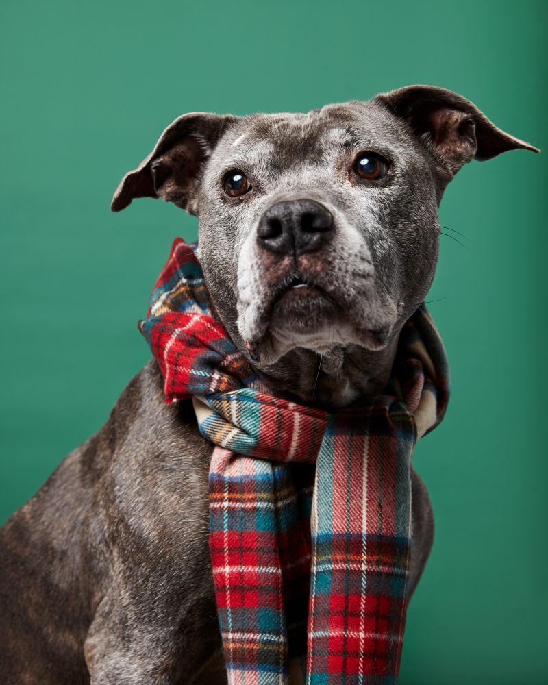 Pet Photography Tips Simple OneLight Holiday Pet Portraits