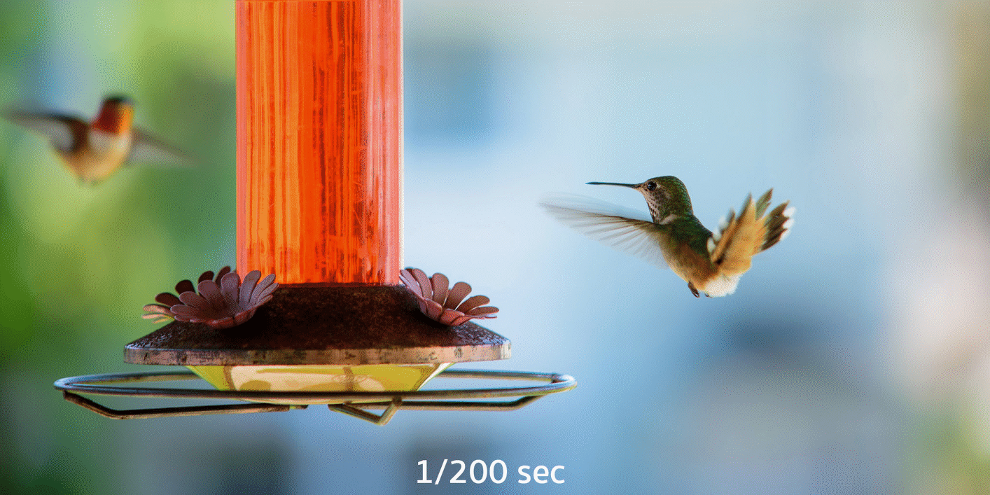 fast action shutter speeds hummingbird 