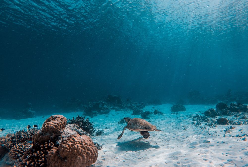 Removing Water from Underwater Images is Now Possible with Sea-Thru!