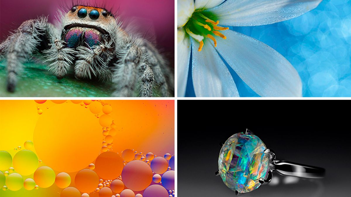 5 Things I Learned From The Fstoppers Mastering Macro Photography Tutorial by Andres Moline