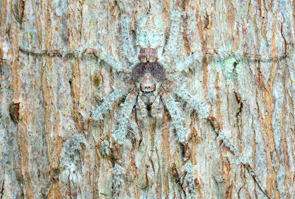 The Lichen Huntsman (Pandercetes gracilis) is an incredible species of tree- dwelling spider from Australia's tropical north. Its astounding camouflage enables it to blend perfectly with the tree bark and lichens, and is near im- possible to spot by day.
At night, I went searching for these spiders with a torch, using their reflective eye-shine to discover their hiding places in plain sight. 
  