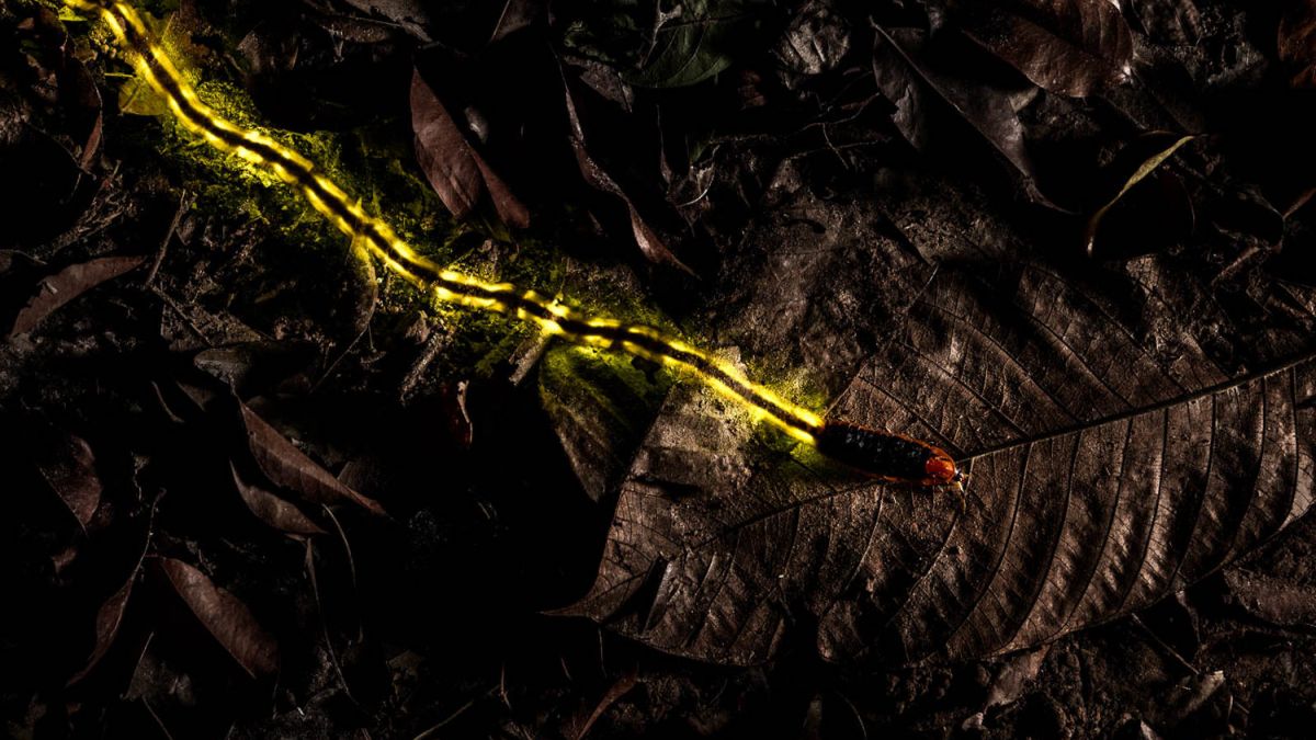 It was past midnight in the forest of the Peninsular Botanic Garden (Trang, Thailand), but a light still shone in the dark. A large firefly larva (Lamprigera sp.) emitted a constant glow from its light organs.
I wanted to capture the scene in a way that celebrated its bioluminescence, and decided on a long exposure with rear-curtain flash. The shot had to be made in near-total darkness, which meant I had to estimate the position of the firefly larva in the frame.