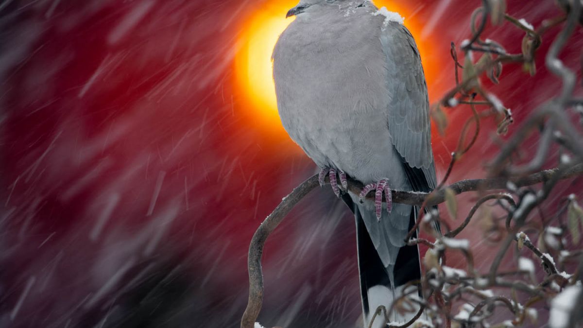 A Collared Dove in a garden in mid-Norway takes a break in feeding during a heavy snow fall. A remote street light in the background cre- ates a halo around the bird. As soon as the snow-fall stops it shakes the snow off its shoulders and goes back to the daily routine with col- lecting wheat from the nearby fields. Tried many different shutter- speeds to vary the movement of the snow, this one is at 1/40s.