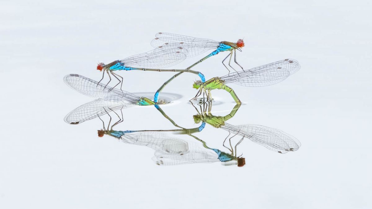 I have observed and photographed damselflies on the ponds in my local park in London for years. Last summer, during the July heat- wave on an especially hot and muggy but overcast day, I went with the intention of trying to capture some shots using exposure com- pensation as I'd recently begun experimenting more with it.
The damselflies were out in great numbers all over the surface of the
water and due to the lack of direct sunlight I was able to shoot with a bit of positive compensation to leave the water white or near white. It then just became a question of looking for the most pho- togenic pairing and this group stood out due to the symmetry. This breeding behaviour lasted exactly 1 day, as the next day I went back and the activity had already subsided for another year.