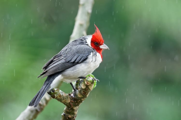 pássaro na fotografia de chuva