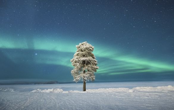 Lone Tree under a Scandinavian Aurora © Tom Archer (UK) - RUNNER-UP
The photographer decided to explore on foot around the hotel on a very crisp -35°C evening in Finnish Lapland. When he found this tree, he decided to wait for the misty conditions to change and could not believe his luck when the sky cleared and the aurora came out in the perfect spot. The photographer spent about an hour photographing it before his camera started to lock up due to the conditions, but by then he was happy to call it a night.
Nikon D850 camera, 15 mm f/2.8 lens, ISO 1000, 13-second exposure 