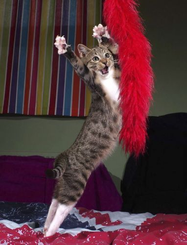 Iain Mcconnell The dancing kitten 00000216